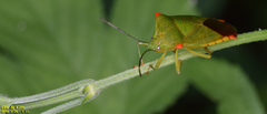 Acanthosoma labiduroides