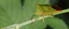 Acanthosoma labiduroides
