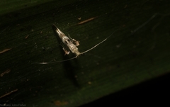 Cyphosticha panconita