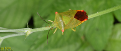 Acanthosoma labiduroides