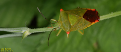 Acanthosoma labiduroides