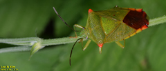 Acanthosoma labiduroides