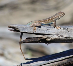 Sceloporus graciosus graciosus