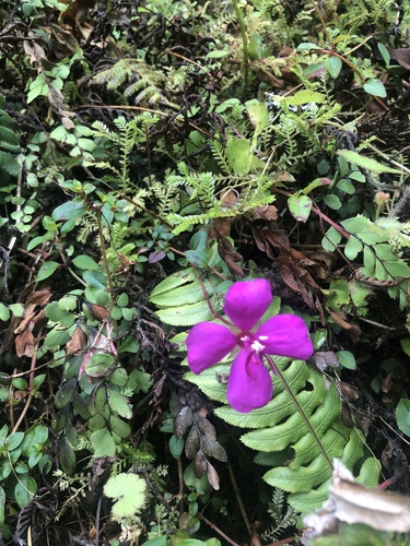 Heterocentron elegans, photograph 2