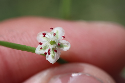 Calligonum elegans