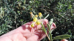 Hermannia salviifolia