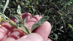 Hermannia salviifolia