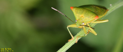 Acanthosoma labiduroides