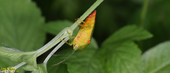 Acanthosoma labiduroides