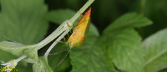 Acanthosoma labiduroides