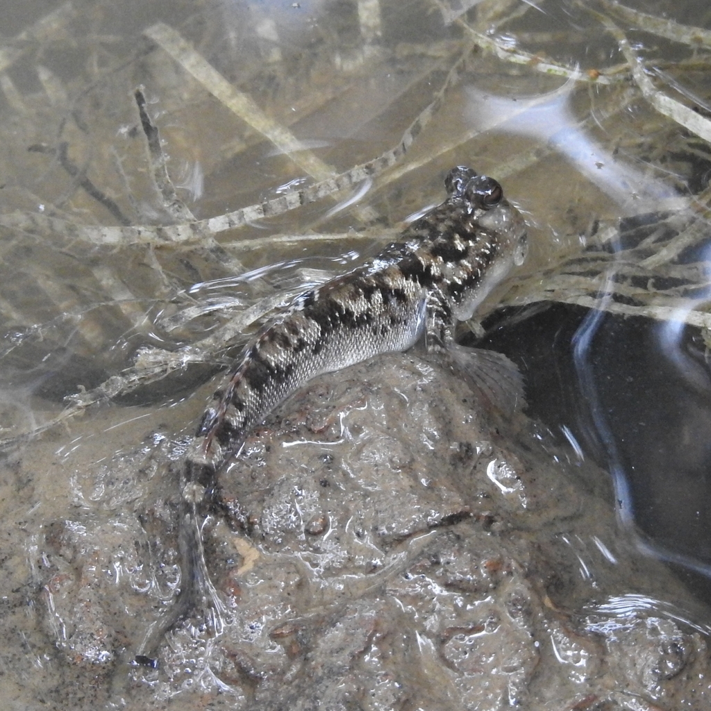 Barred mudskipper (Periophthalmus argentilineatus)