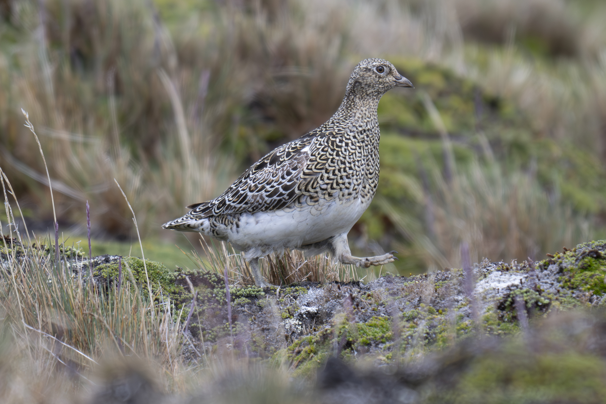 White-bellied Seedsnipe (Attagis malouinus), photo 3