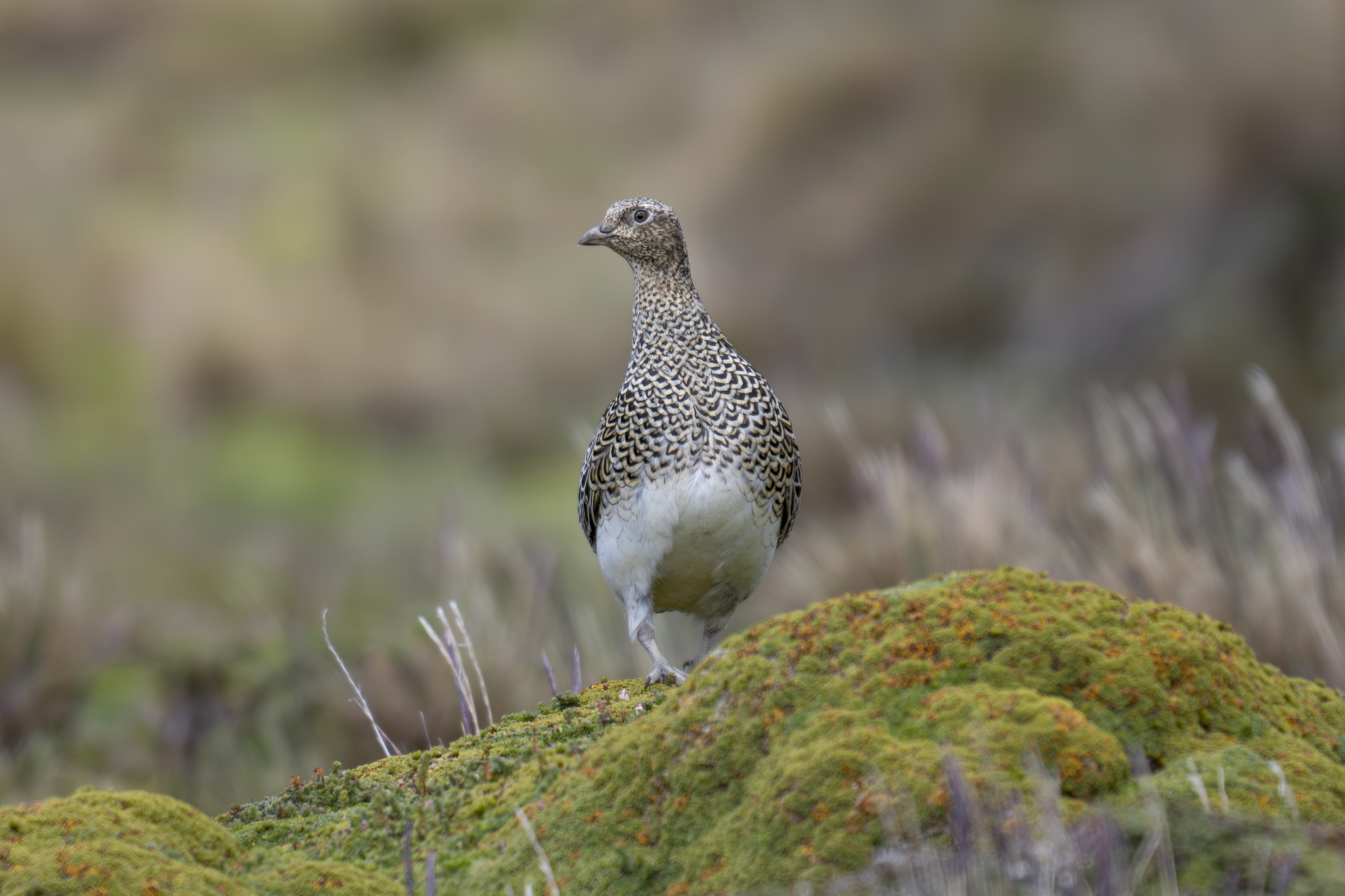 White-bellied Seedsnipe (Attagis malouinus), photo 2