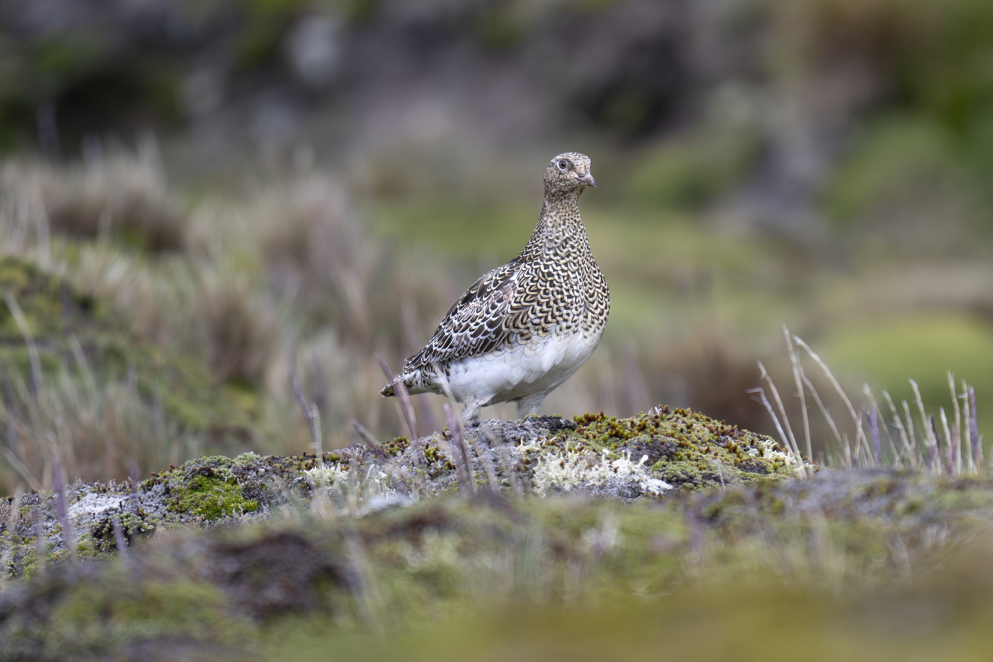 White-bellied Seedsnipe (Attagis malouinus), photo 4