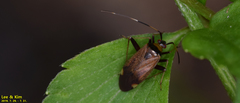 Adelphocoris triannulatus