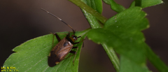 Adelphocoris triannulatus