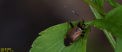 Adelphocoris triannulatus