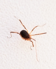Eumesosoma