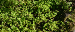 Sedum sarmentosum