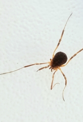 Eumesosoma
