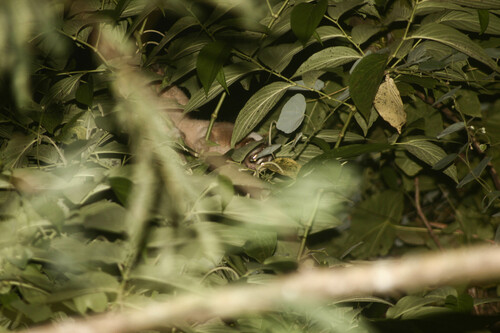 Nycticebus javanicus