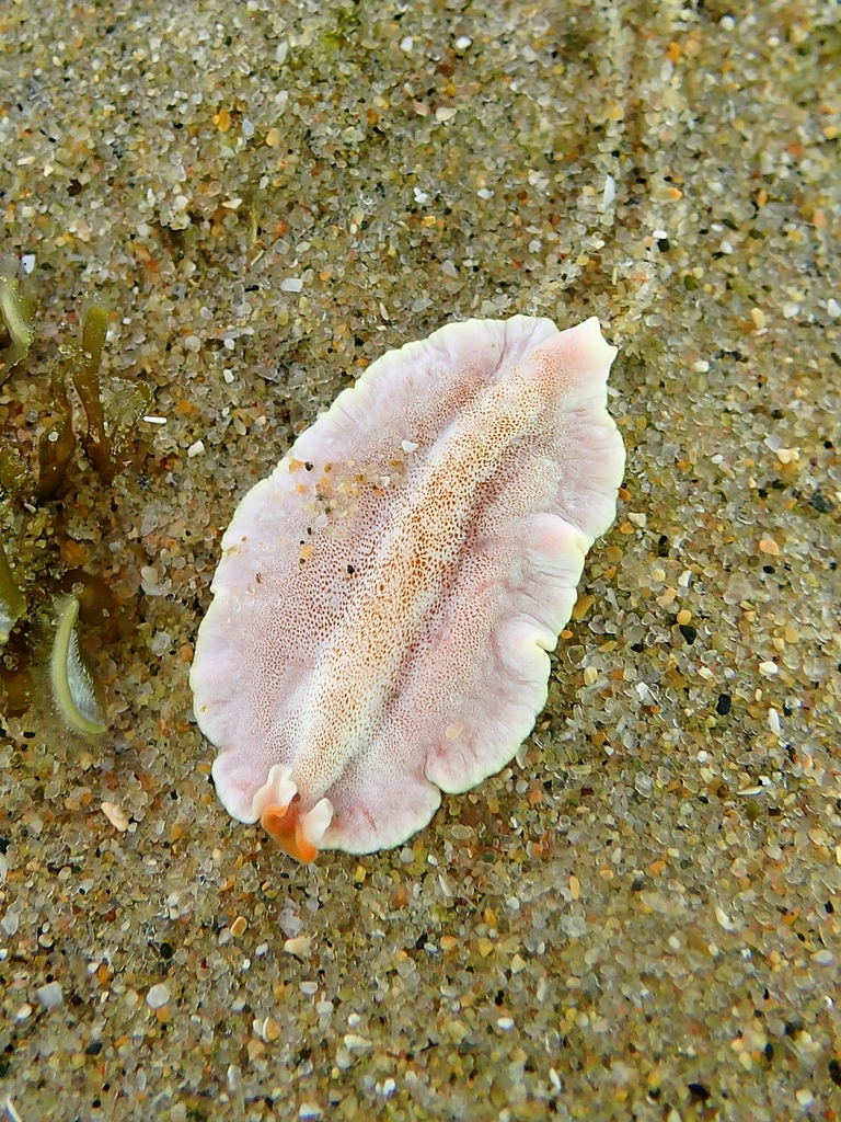 Phrikoceros fritillus