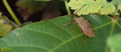 Homoeocerus dilatatus