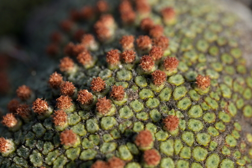 Image of Raoulia goyenii by (c) Christopher Stephens, some rights reserved (CC BY-SA)
