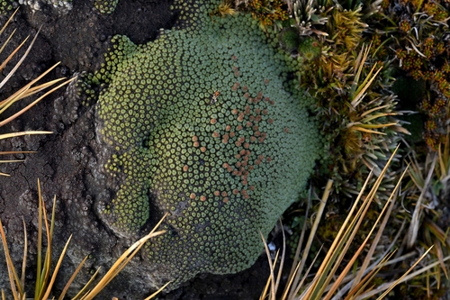 Image of Raoulia goyenii by (c) Christopher Stephens, some rights reserved (CC BY-SA)