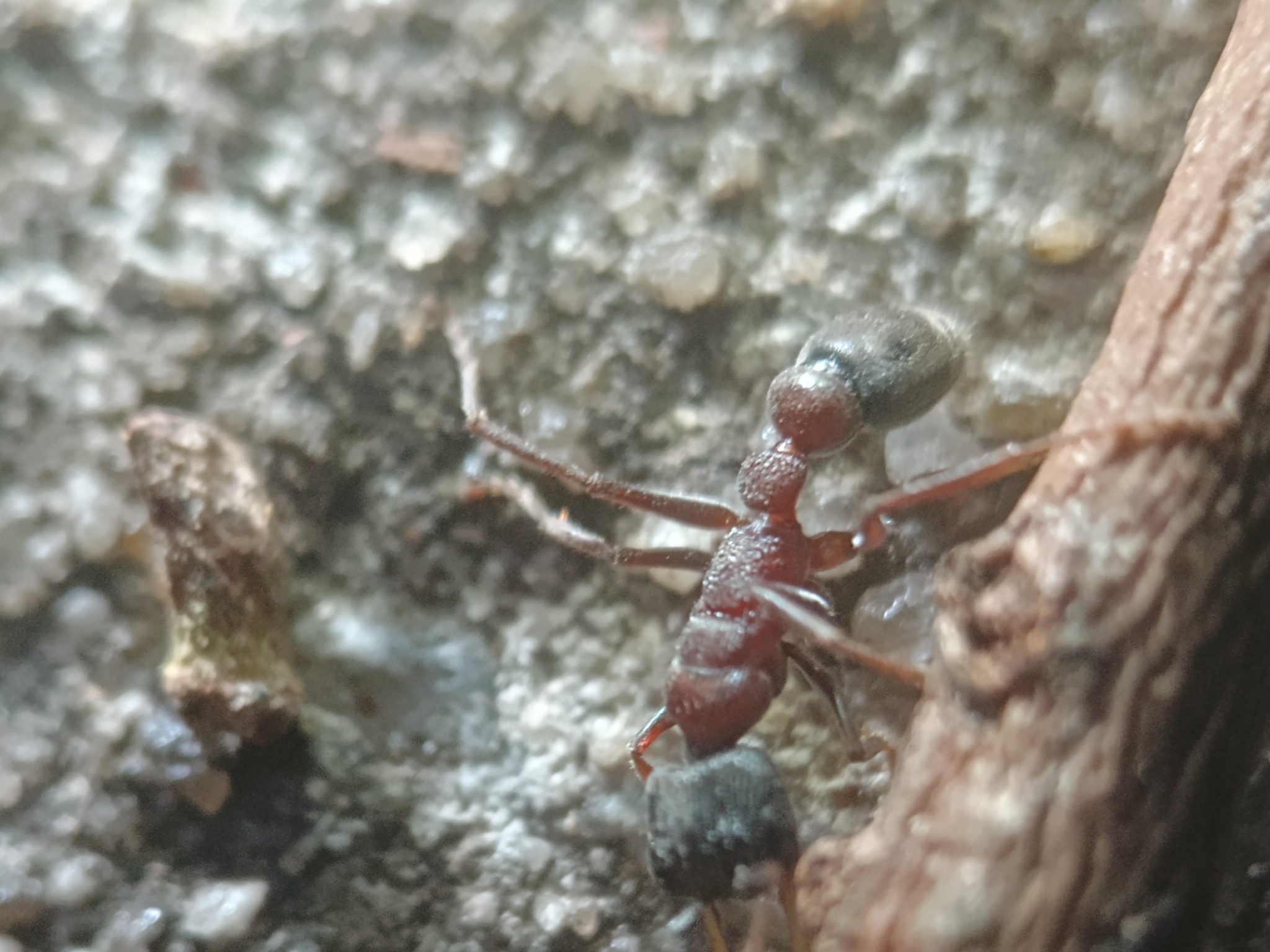 Myrmecia testaceipes
