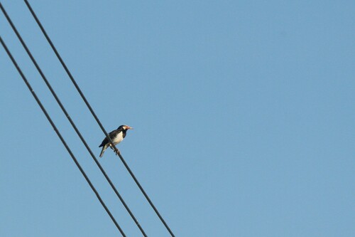 Siamese Pied Myna (Gracupica floweri), photo 8