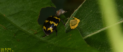 Gallerucida bifasciata