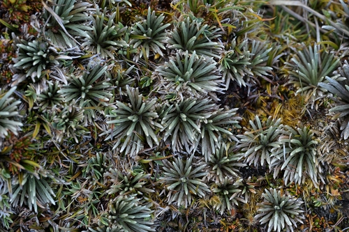 Image of Tin Range Mountain Daisy (Celmisia polyvena) by (c) Christopher Stephens, some rights reserved (CC BY-SA)
