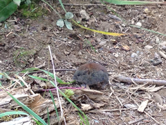 Clethrionomys gapperi