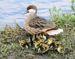 White-Cheeked Pintail photo 3