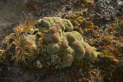 Image of Raoulia goyenii by (c) Christopher Stephens, some rights reserved (CC BY-SA)