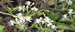 Clematis apiifolia