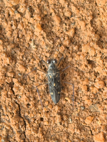 Valleriola observed 2025-01-31