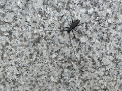 Monochamus sutor longulus