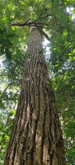 Calophyllum polyanthum, photograph (c) T R Shankar Raman, some rights reserved (CC BY)