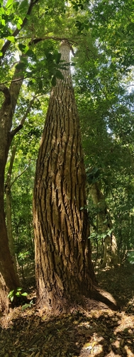 Calophyllum polyanthum, photograph 6