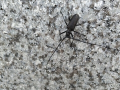Monochamus sutor longulus