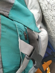 Monochamus sutor longulus