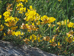 Securigera orientalis