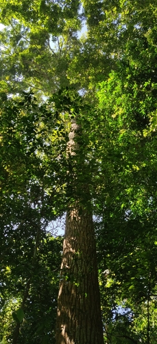 Poonspar (Calophyllum polyanthum)