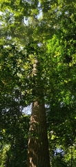 Calophyllum polyanthum