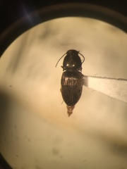 Neohypdonus tumescens