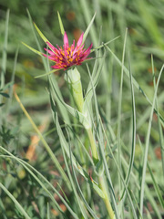 Tragopogon porrifolius porrifolius