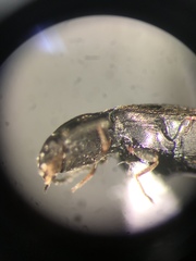 Neohypdonus tumescens