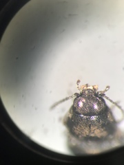 Neohypdonus tumescens